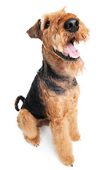 Image showing Airedale Terrier dog isolated