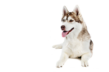 Image showing siberian husky dog