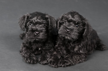 Image showing two black puppy of zwergschnauzer