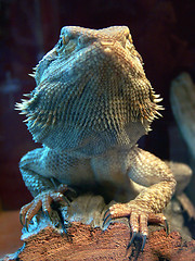 Image showing Lizard