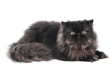 Image showing black persian kitty cat