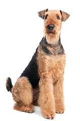 Image showing Airedale Terrier dog isolated