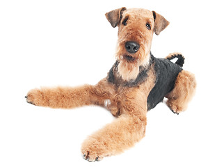 Image showing Airedale Terrier dog isolated