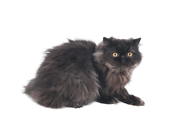 Image showing black persian longhair kitty cat