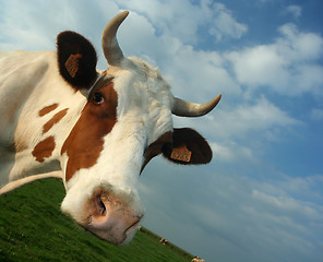 Image showing cow