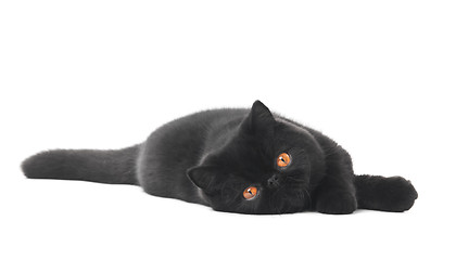 Image showing black exotic shorthair kitty cat