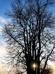 Image showing tree and sun