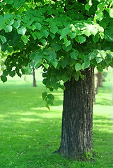 Image showing tree with green foliage