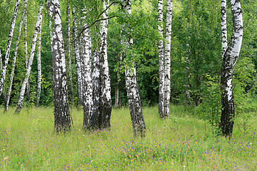 Image showing birch trees in a summer forest