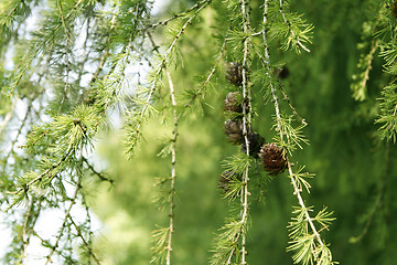 Image showing coniferous tree branch with cones 