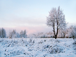 Image showing winter scenery with tree