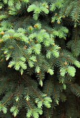 Image showing coniferous tree