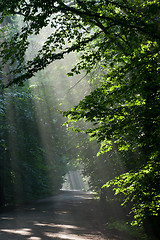 Image showing Ground road crossing old deciduous forest