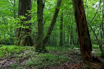 Image showing Fresh deciduous stand of Bialowieza Forest with some old trees