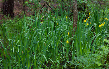 Image showing Yellow Water Flag rain after