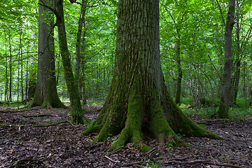 Image showing Monumental oak trees of Bialowieza Forest