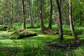 Image showing Natural stand of Bialowieza Forest with standing water and Common Duckweed