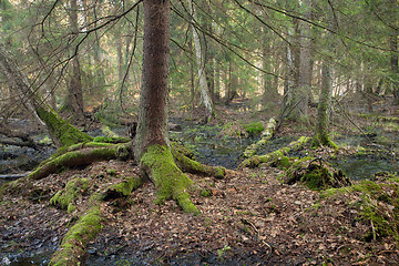 Image showing Old spruce moss wrapped roots