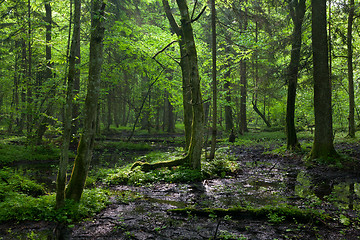 Image showing Springtime sunrise in wet deciduous stand of Bialowieza Forest