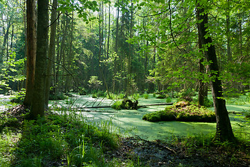 Image showing Natural alder-carr stand of Bialowieza Forest with standing water