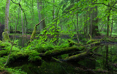 Image showing Moss wraped oak trees lying in water