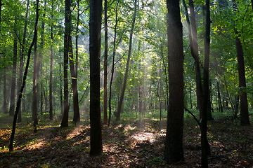 Image showing Foggy young forest at morning