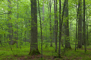 Image showing Old oaks in summer misty forest