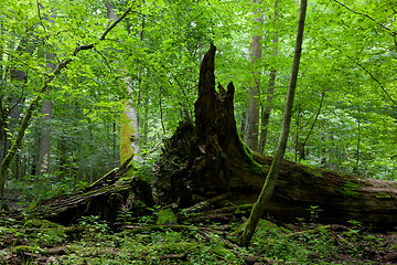 Image showing Monumental brokeo oak lying