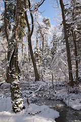 Image showing Trees snow wrapped blizzard after