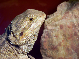 Image showing Bearded Dragon