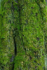Image showing Linden tree bark moss covered