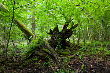 Image showing Monumental brokeo oak lying