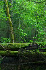 Image showing Moss wraped oak trees lying