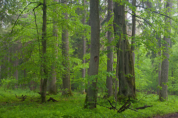 Image showing Old oaks in summer misty forest