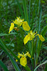 Image showing Sweet Flag flowering closeup