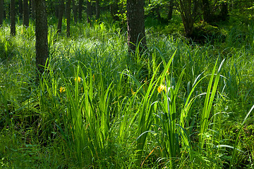 Image showing Flowering Yellow Water Flag bunch against sunrising light