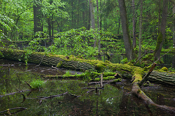 Image showing Moss wraped oak trees lying in water 