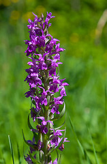 Image showing Inflorescence Western marsh-orchid closeup