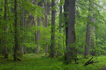 Image showing Old oaks in summer forest