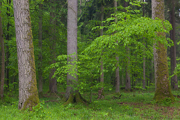 Image showing Juvenile Hornbeam tree,against spruces background