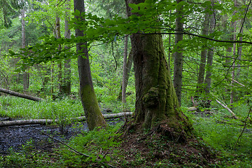 Image showing Edge of alder-carr wet stand of Bialowieza Forest