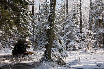 Image showing Snowfall after wetland stand in morning