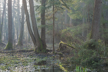 Image showing Bialowieza Forest riparian stand in morning