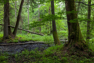 Image showing Edge of alder-carr wet stand of Bialowieza Forest