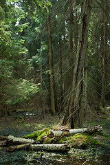 Image showing Party declined stump with parts of broken birch tree 