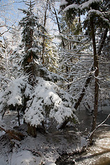 Image showing Trees snow wrapped blizzard after