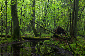 Image showing Ash tree by forest stream