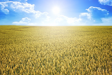 Image showing wheat summer sun