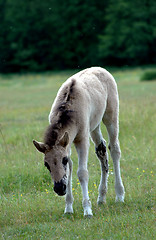 Image showing foal