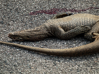 Image showing Dead iguana